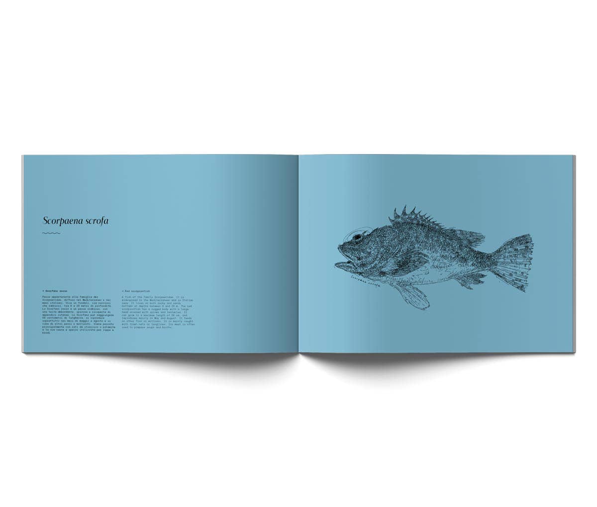 Cirnauti - Wholesale Display Book - Traits of the Mediterranean2