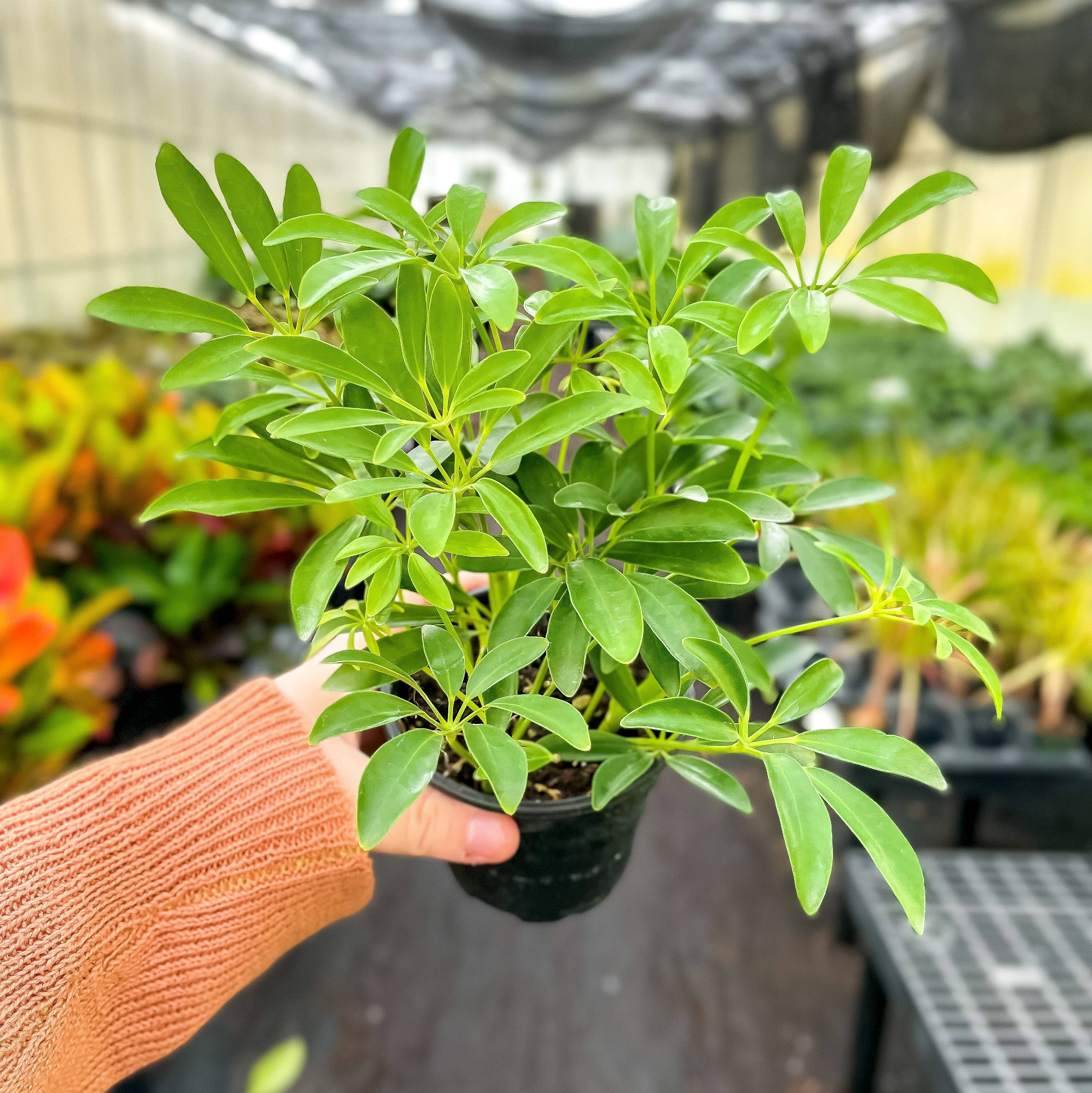 Thorsen's Greenhouse - Wholesale Live Plant - Schefflera Arboricola -  Live Plant10