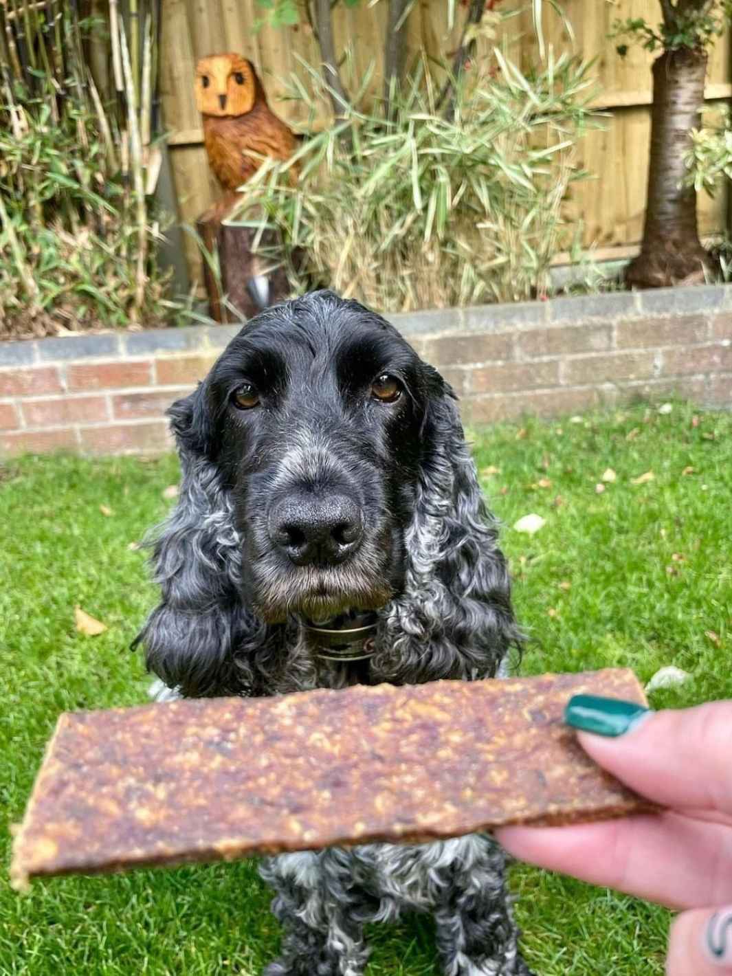 Truffe Délice – wholesale Pet treats – Dog – Lamb chops1