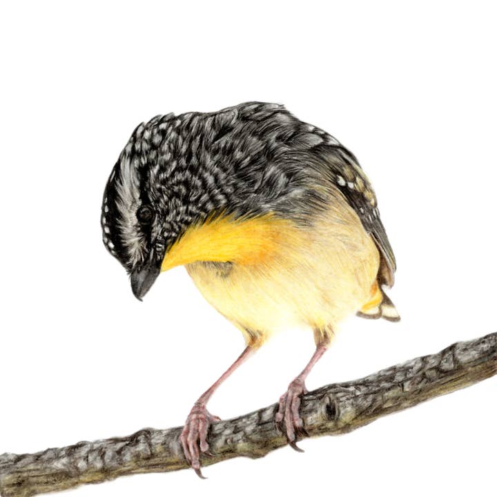 "How Curious!" Pardalote Backyard Bird Fine Art Print for wholesale by Jenna Chartrand Coloured Pencil Fine Artist