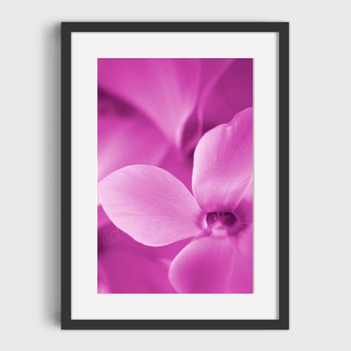 Pink Cyclamen Wall Art Print, Fine Art Photography for wholesale by Echoes & Shadows Photography