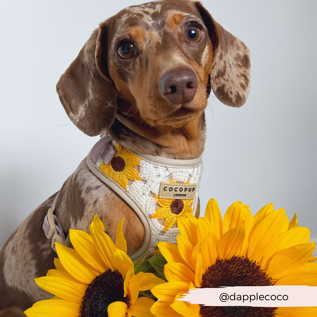 Cocopup London - Wholesale Pet Harness - Dog - Sunflower Patch Adjustable Neck Harness12