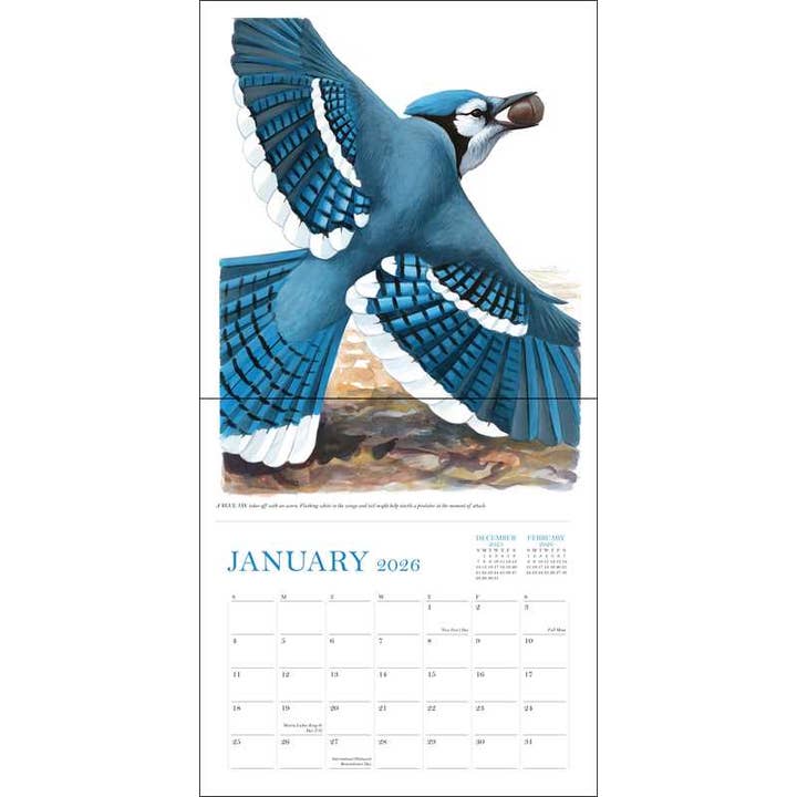 Simon & Schuster - Wholesale Calendar - Sibley's Birds of North America 2026 Wall Calendar by David Allen Sibley1