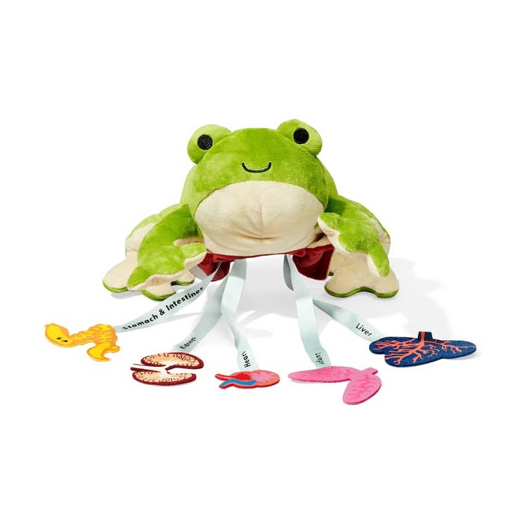 KiwiCo, Inc. - Wholesale Toy Set - Kids - Froggie Dissection Lab, Anatomy Learning Toy for Kids