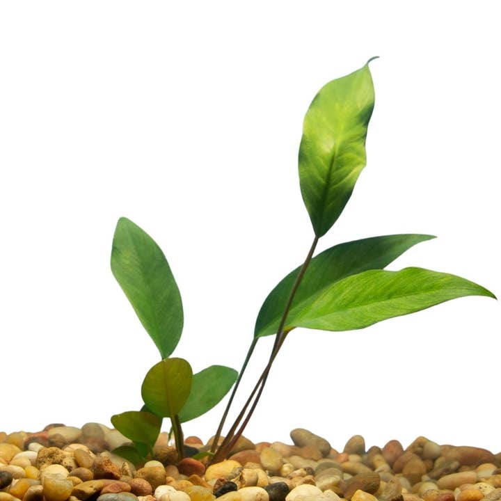 Wetplants - Wholesale Live Plant - Anubias Frazeri