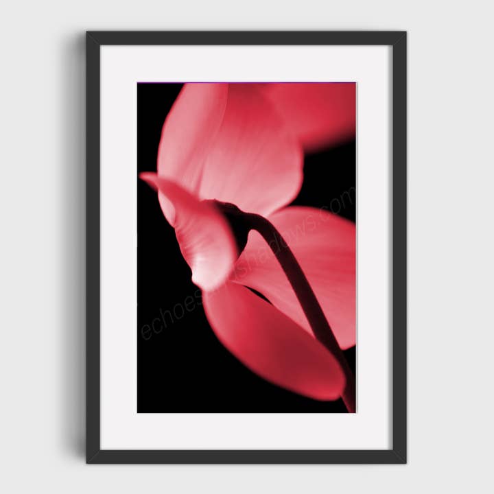 Red Cyclamen Giclée Photo Print, Fine Art Flower Wall Decor for wholesale by Echoes & Shadows Photography