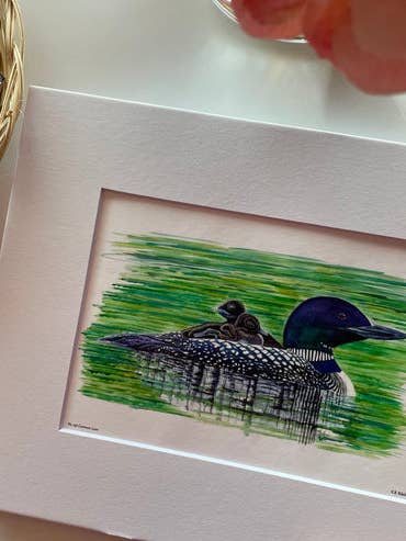 Common Loon - Giclee Print for wholesale by Bird Art by KB