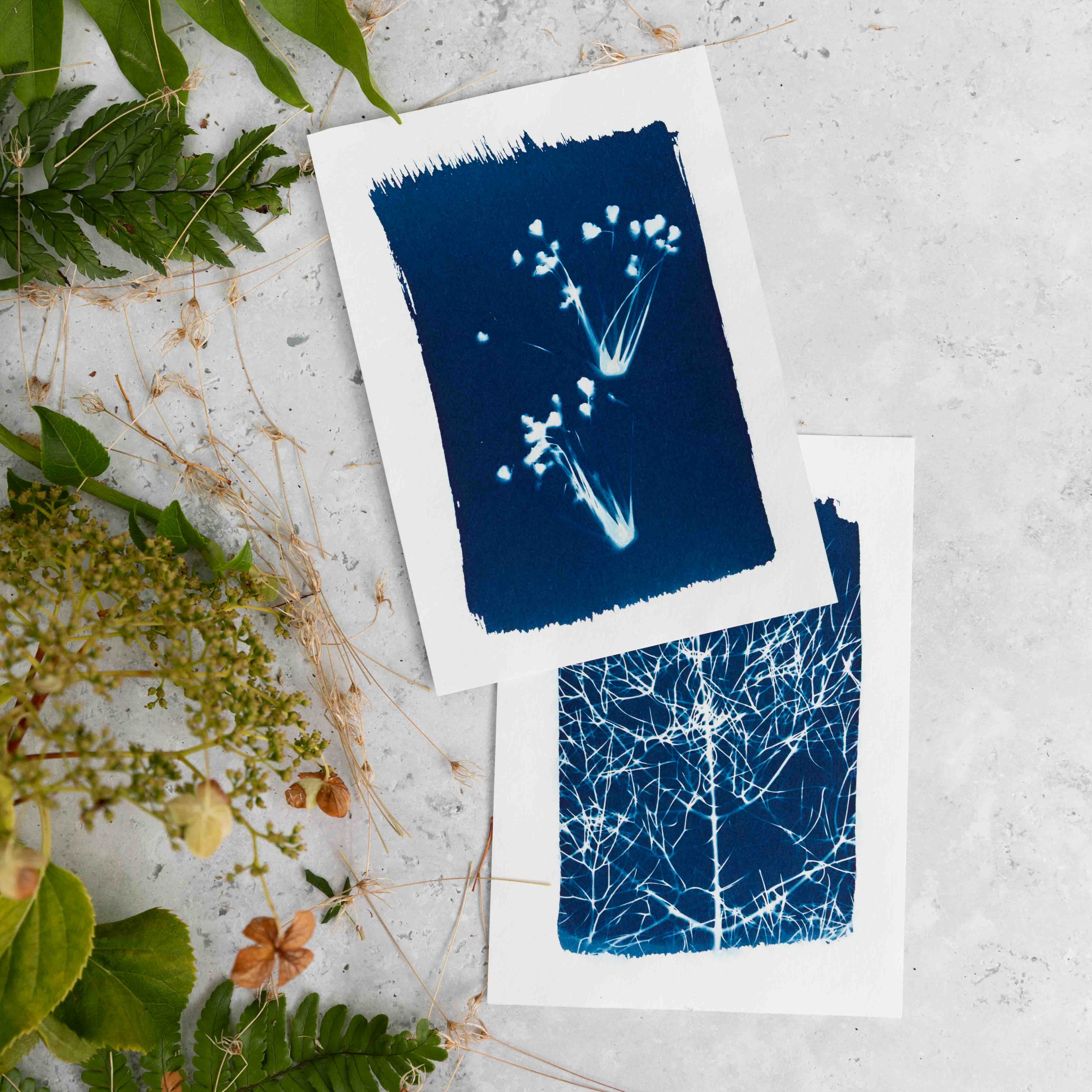 The Wild Darkroom – wholesale DIY craft kit – Cyanotype Printing Paper - A66