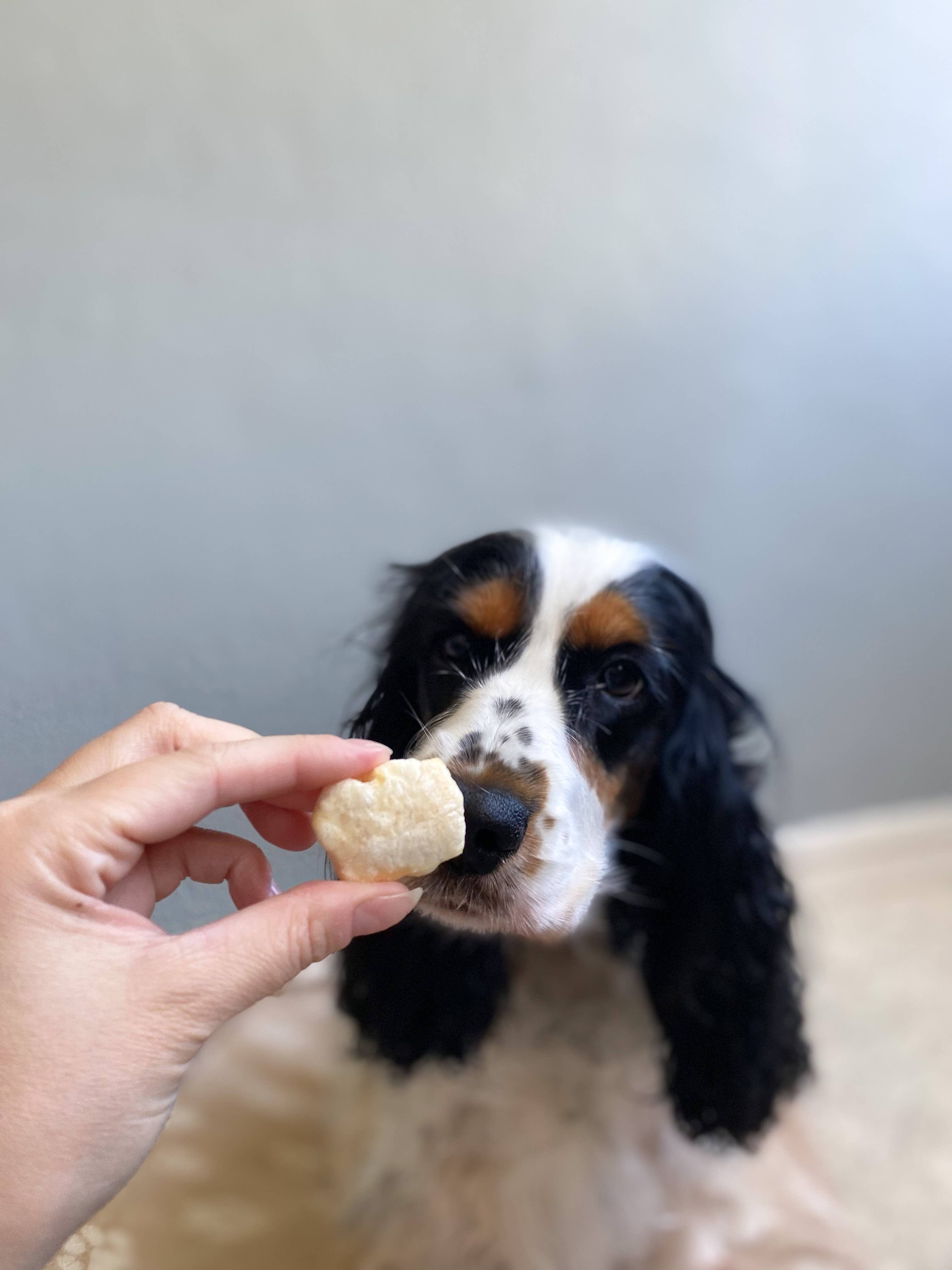 Evident - Vendita all'ingrosso Snack - Cani - POPPY - 35 g di pop-corn di formaggio soffiato per cani2