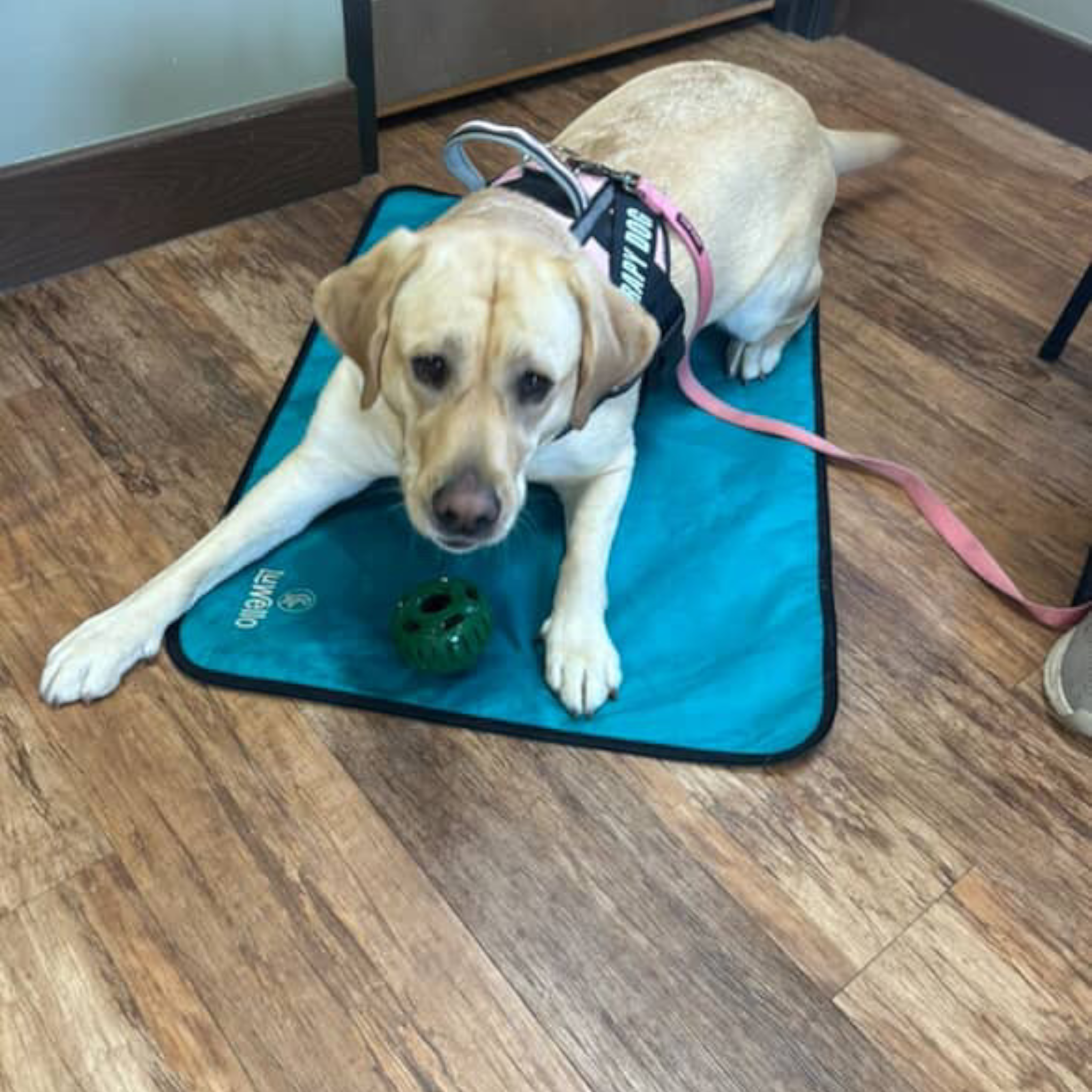 LUWELLO, LLC - Wholesale Pet Bed - Dog - Portable Dog Settle Mat15