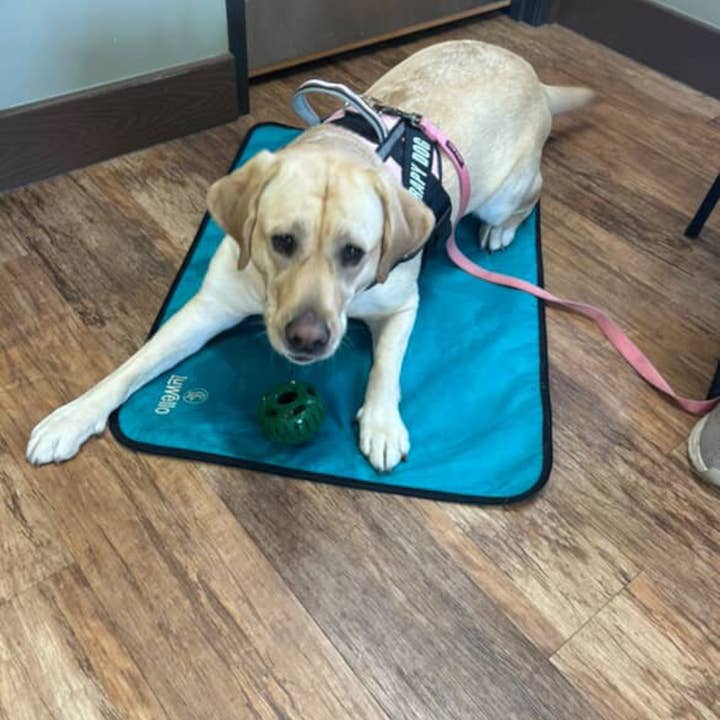 LUWELLO, LLC - Wholesale Pet Bed - Dog - Portable Dog Settle Mat15