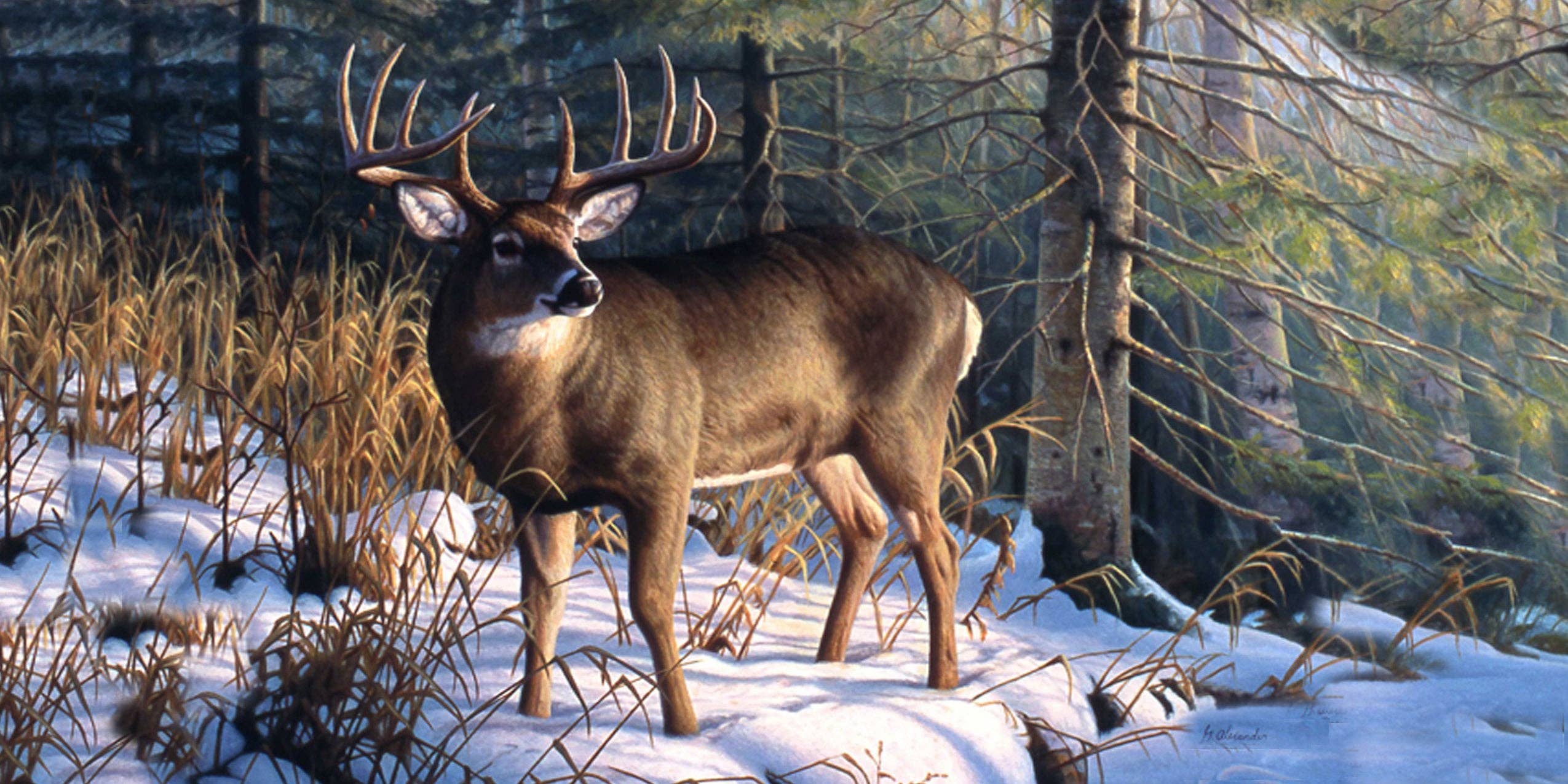 Natures Window - Wholesale Coffee Mug - DEER COFFEE MUG-Art Greg Alexander1