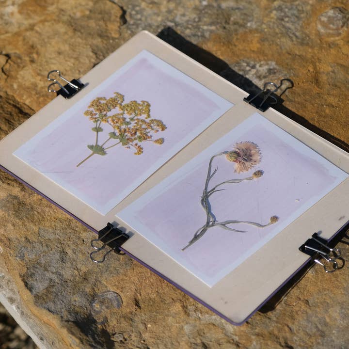 L'Atelier des Epatants - Wholesale Doe-het-zelf-knutselset - Mini-kit rosatype: zoals cyanotype maar in roze!7