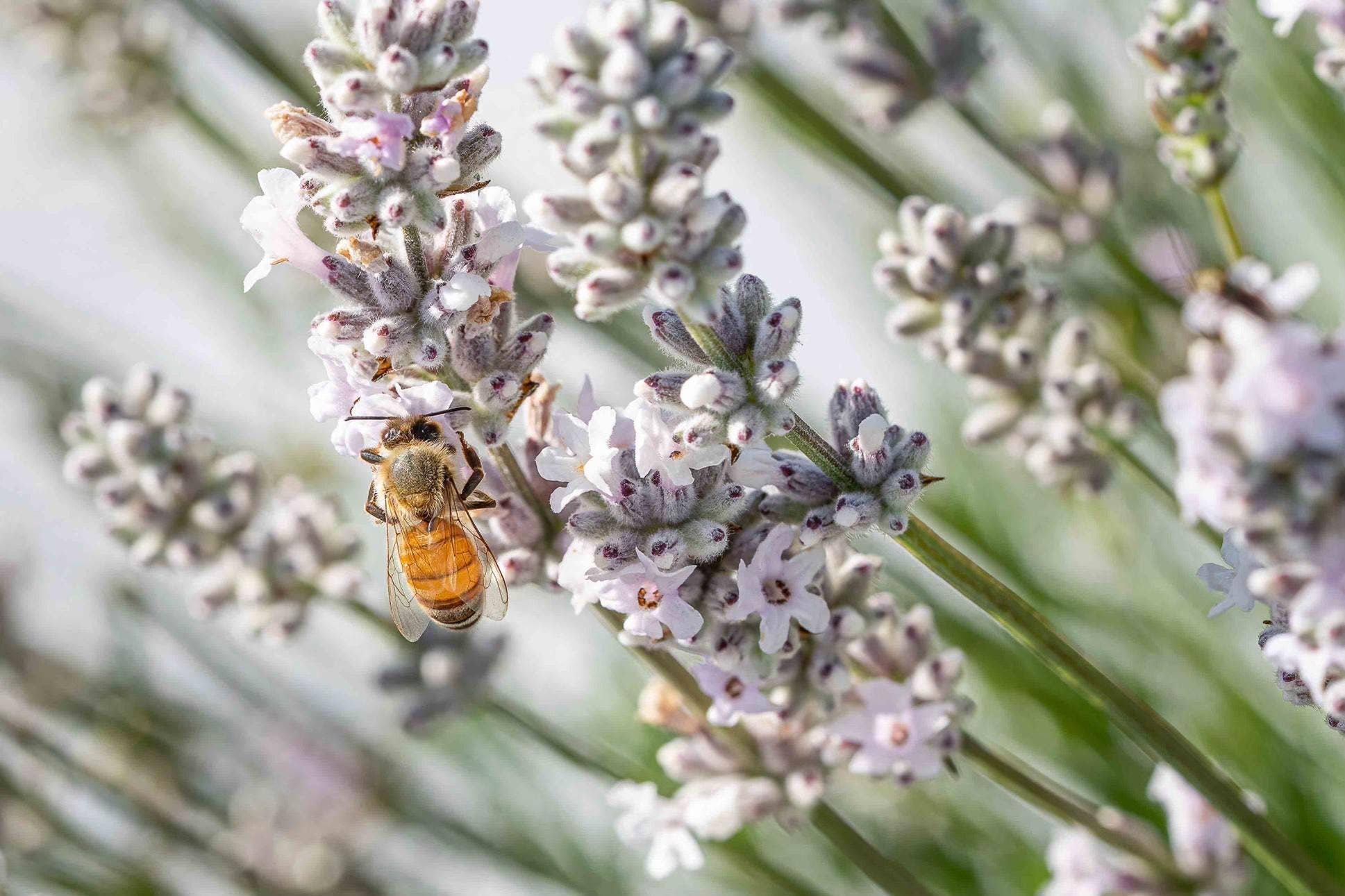 Cavalli - Wholesale Herbs - Culinary Lavender Buds - Royal, Melissa & Blend7