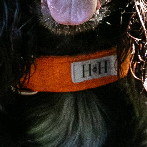 Collier orange pour animaux de compagnie pour la vente par Hetty and Huxley