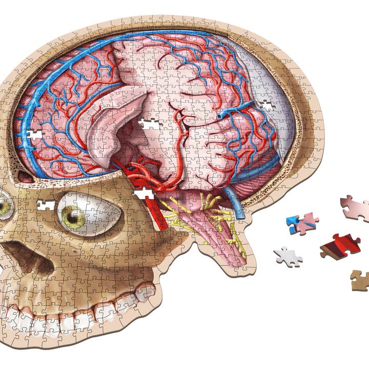 Genius Games - Wholesale Puzzle - Adult - Dr. Livingston's Anatomy Jigsaw Puzzle: The Human Brain3