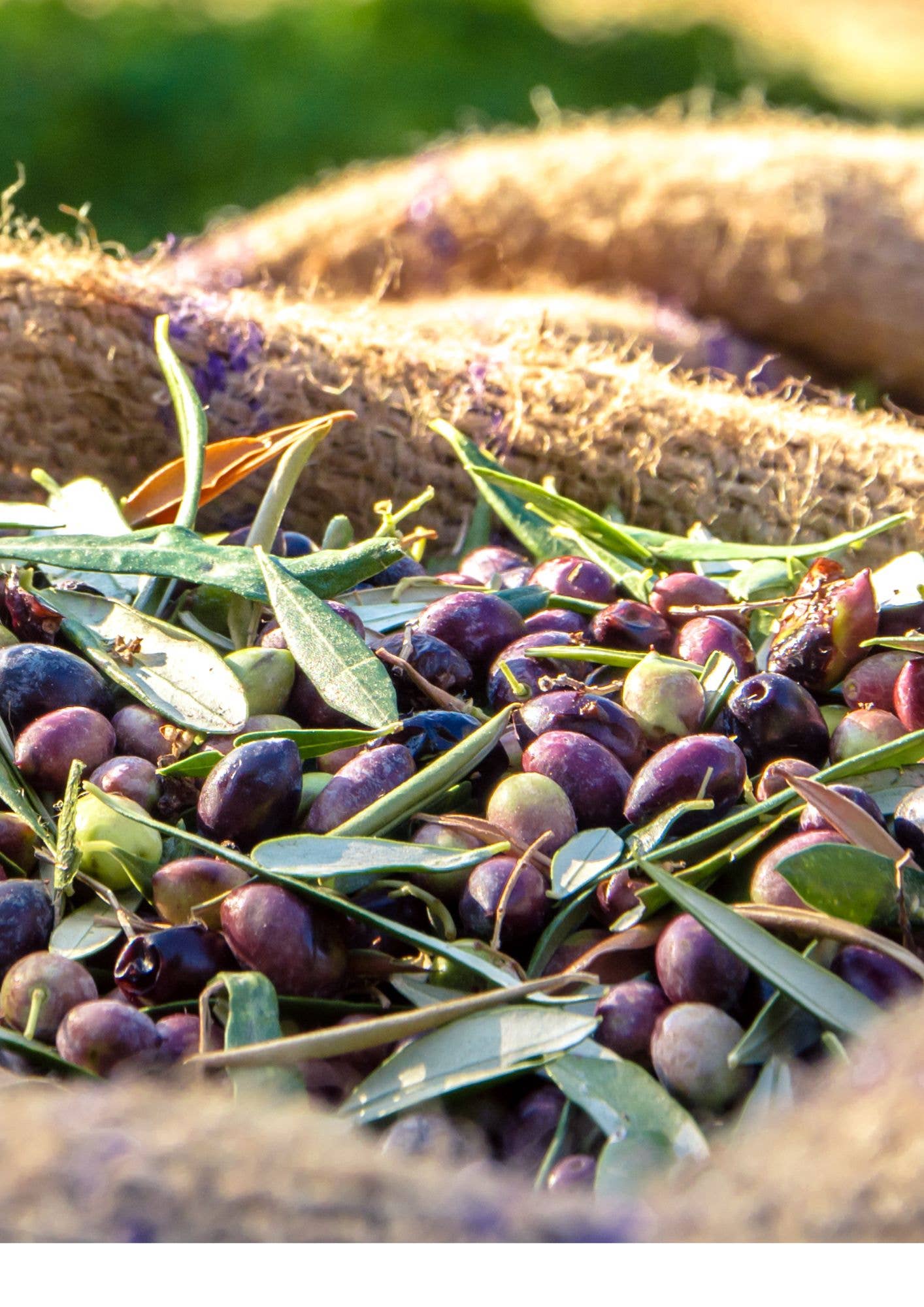 Helene Delices Grecs - Wholesale Olives - BULK Organic Balsamic Kalamata Olives 5kg3