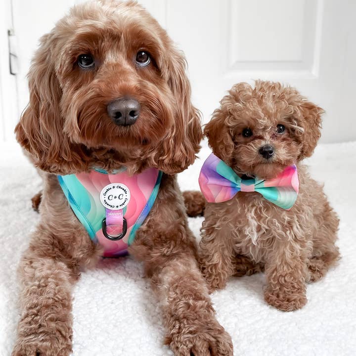 Cookie and Chewkie – Engroshandel Kæledyrsbutterfly – Hund – Sløjfe - 'Vindens farver'