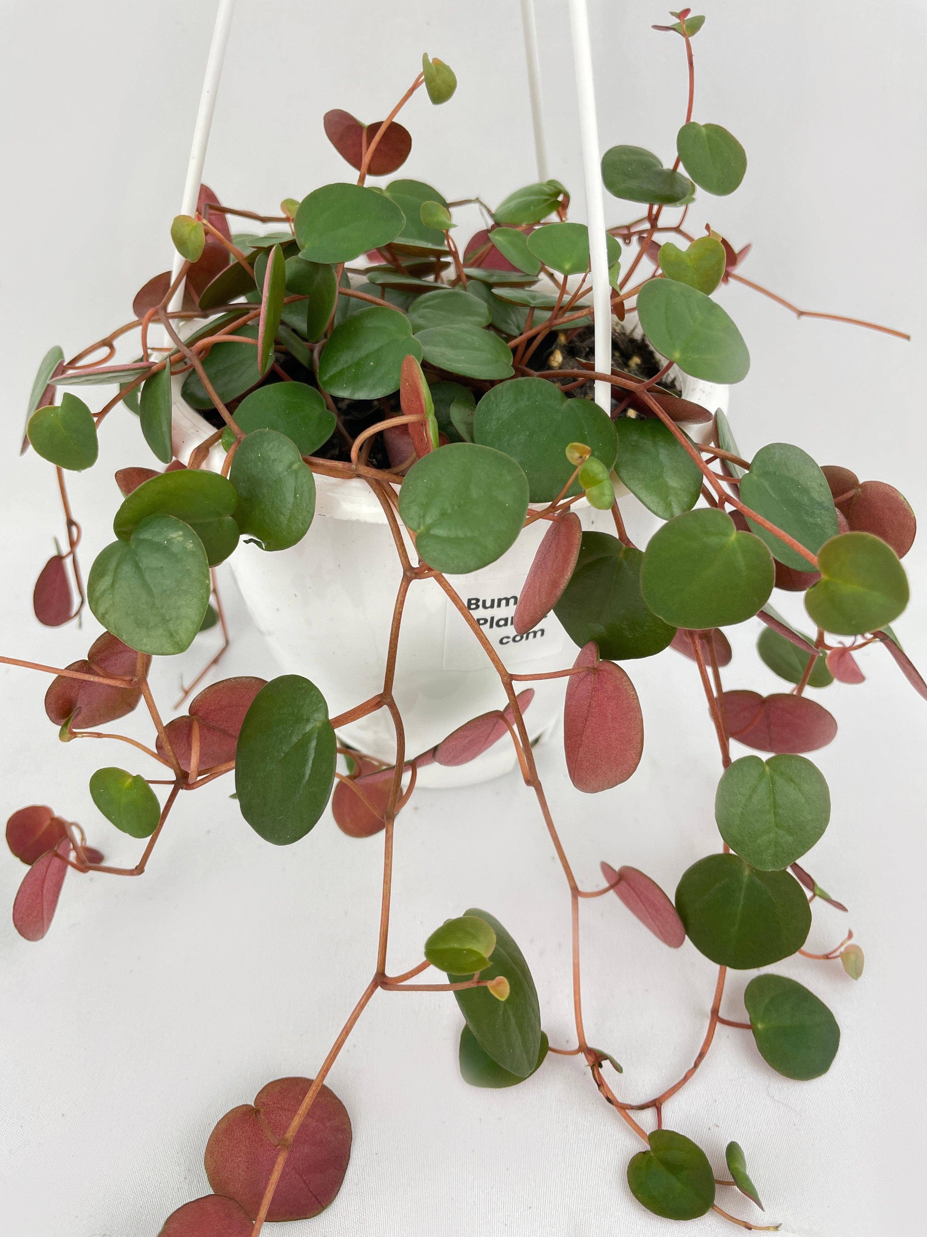 Bumble Plants - Wholesale Live Plant - Peperomia Ruby Cascade1