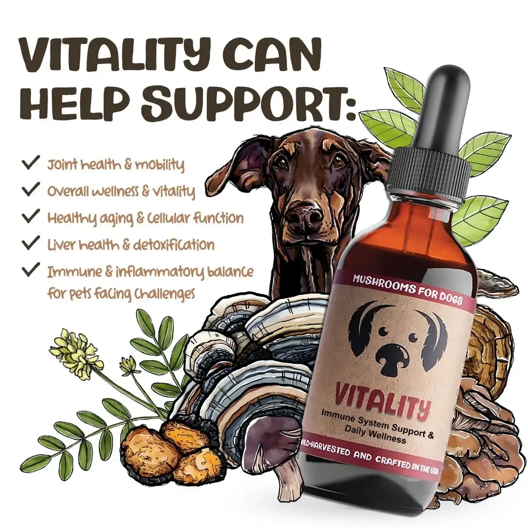 MycoDog - Wholesale Pet Supplement - Dog - Vitality – Mushroom Tincture for Dogs | Immune Support2