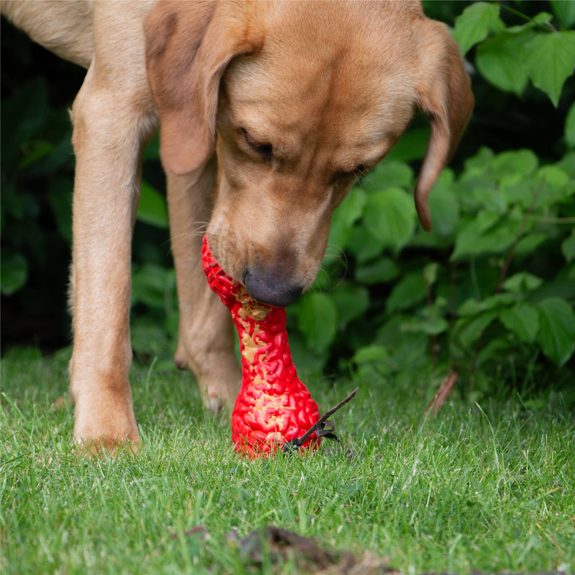 Ancol Pet Products Ltd - Wholesale Speeltje - Hond - ÖRVA Tuff Stuff Brain Treat Dumbell3