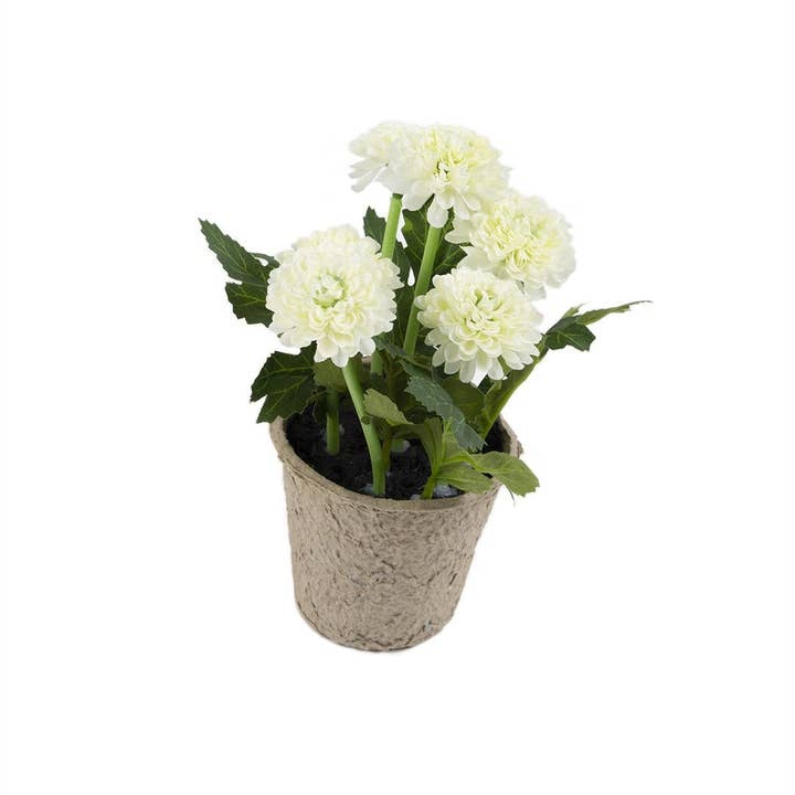 Closer2Nature – wholesale Artificial flowers – Artificial 18cm White Chrysanthemum Plant with Gift Box5
