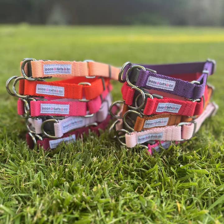 Blueberry Pet - Wholesale Pet collar – Dog - Best-Seller Double D-Ring Dog Collar -Must-Have for All Dogs95