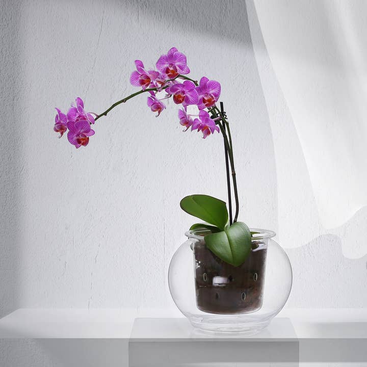 CUP O FLORA® - Wholesale Plant pot - OrchidVent™ Pot - Round