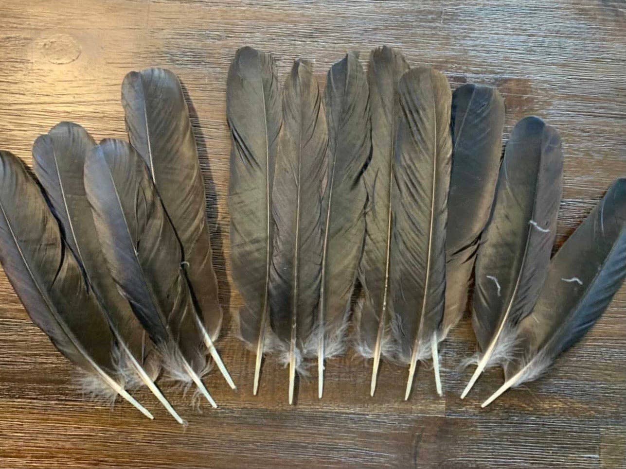 Plumes Naturelles - Wholesale Feathers - Natural crow feathers1
