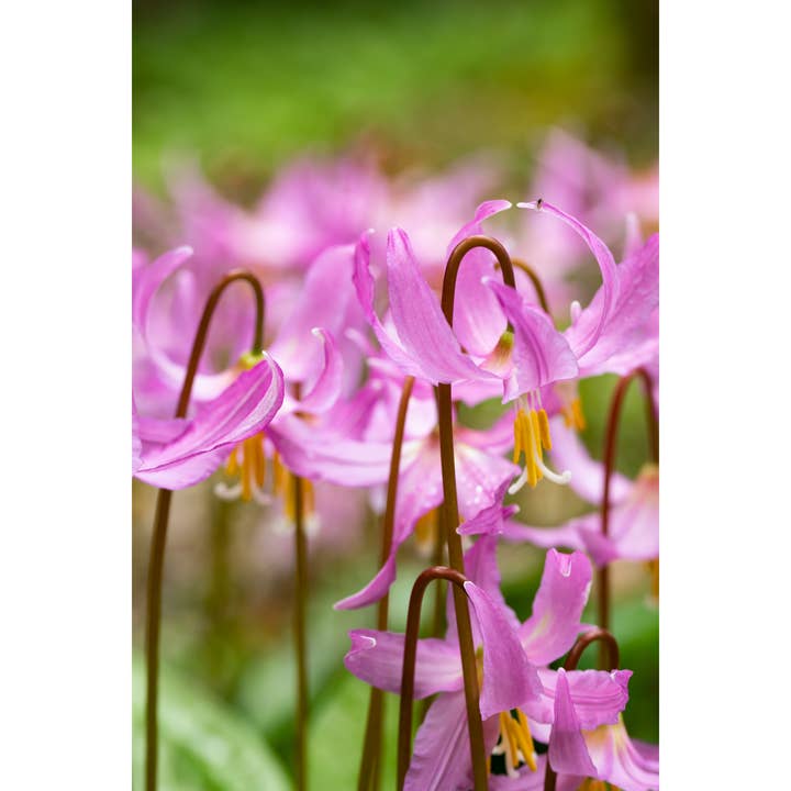 Stampa fotografica «Hanging On» • Insetti, fiori, primavera per la vendita all'ingrosso da parte di Andrea Morris Art
