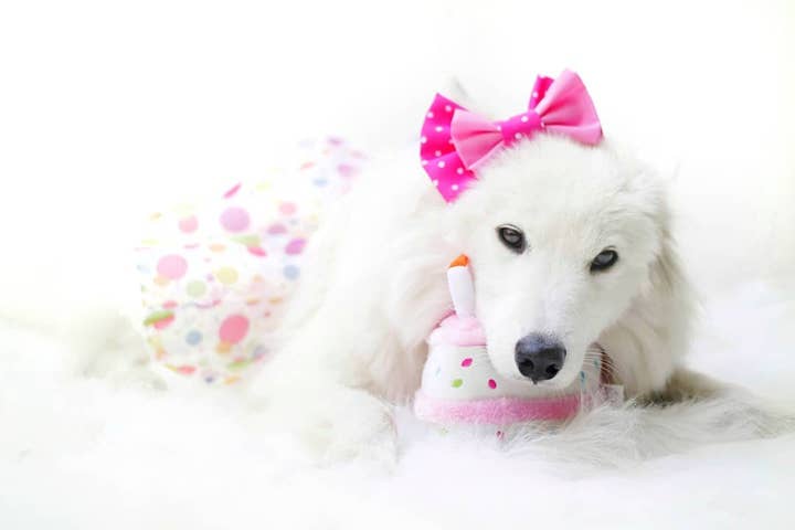 Pet Palette Distribution - Wholesale Pet Plush Toy - Dog - ZippyPaws Birthday Cake Pink3