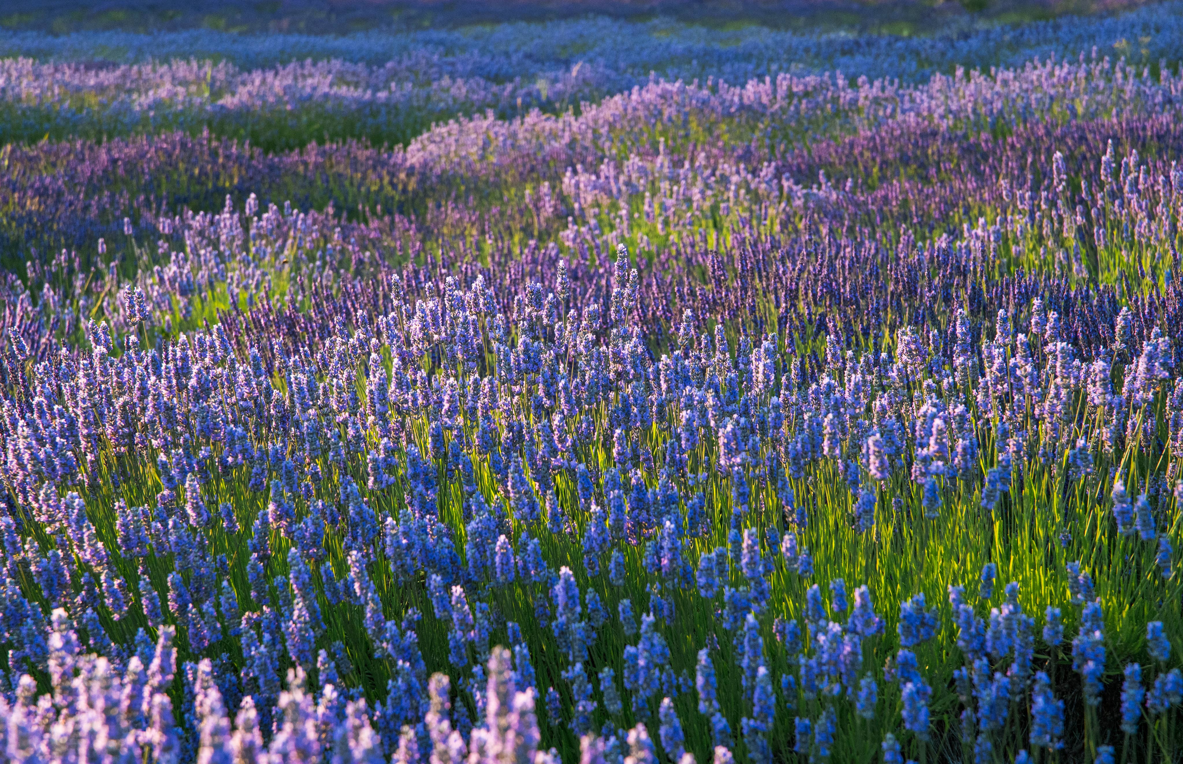 Lavender Beads - Wholesale Essential Oil - Lavender Essential Oil 30ml - For Aromatherapy Bracelets7