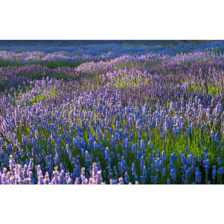 Lavender Beads - Wholesale Essential Oil - Lavender Essential Oil 30ml - For Aromatherapy Bracelets7