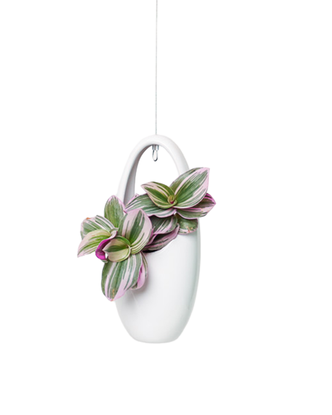 Chive - Vente Jardinière suspendue - Suspension pour plantes grasses12