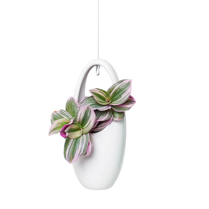 Chive - Vente Jardinière suspendue - Suspension pour plantes grasses12