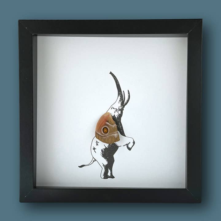 Isms - Wholesale Wall Accent - Elephant Trunk Up Framed Art with Real Butterfly Wing
