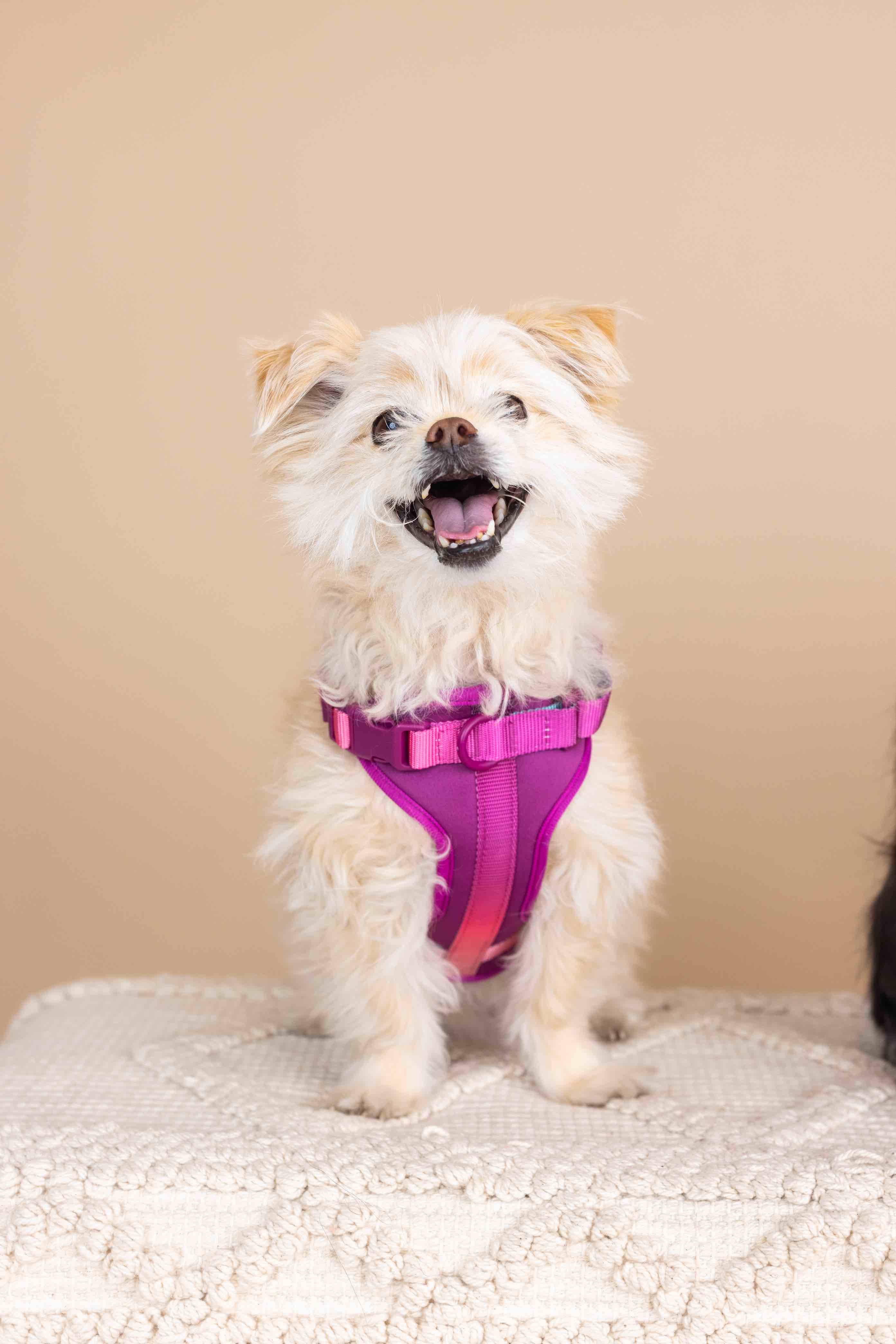 Pink Papyrus | Premium, Durable, & Stylish Dog Products - Wholesale Pet Harness - Dog - Joana Dog Harness | No Pull Dog Harness | Purple Dog Harness5