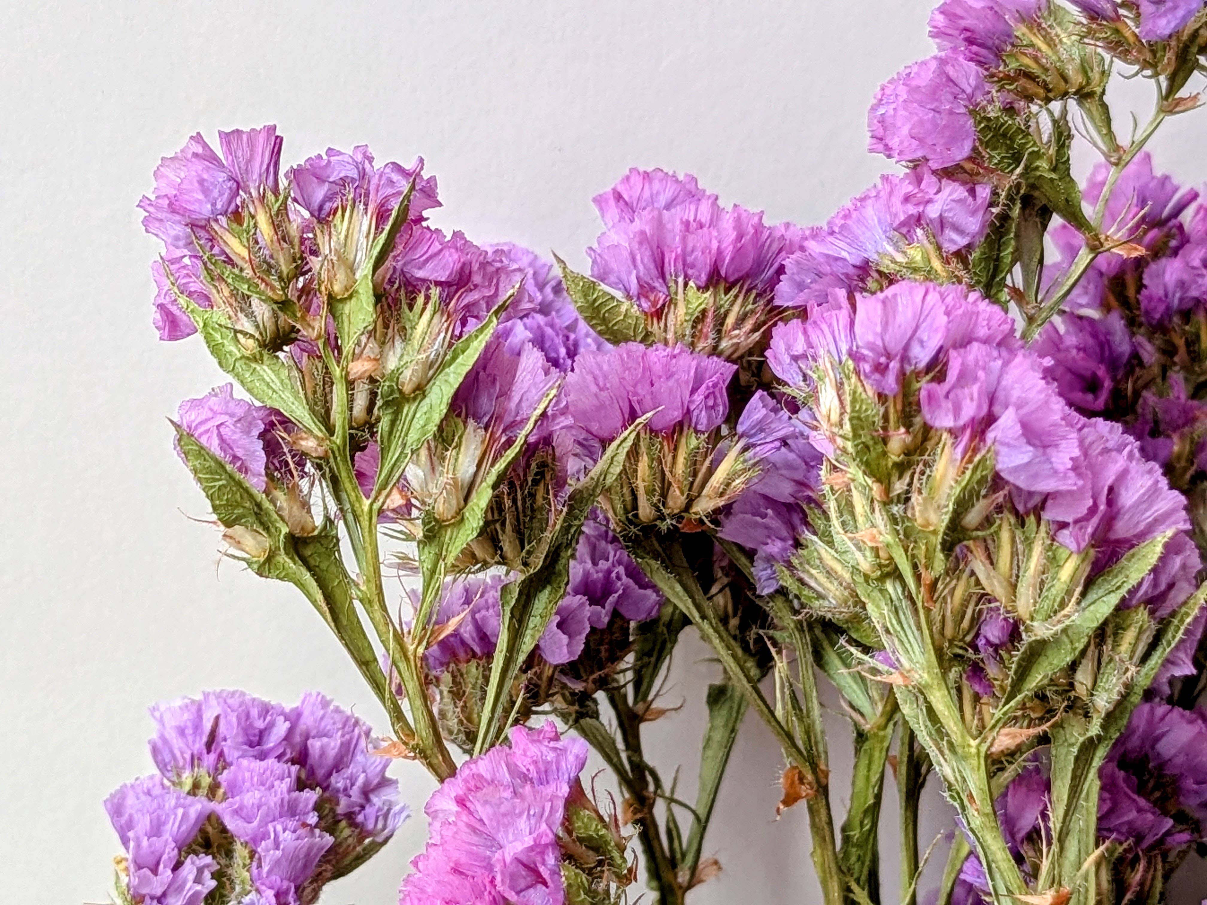 Daisy Gifts Ltd – wholesale Dried/pressed flowers – Lilac Statice Dried Flowers Bunch - Lavender Colour Limonium2