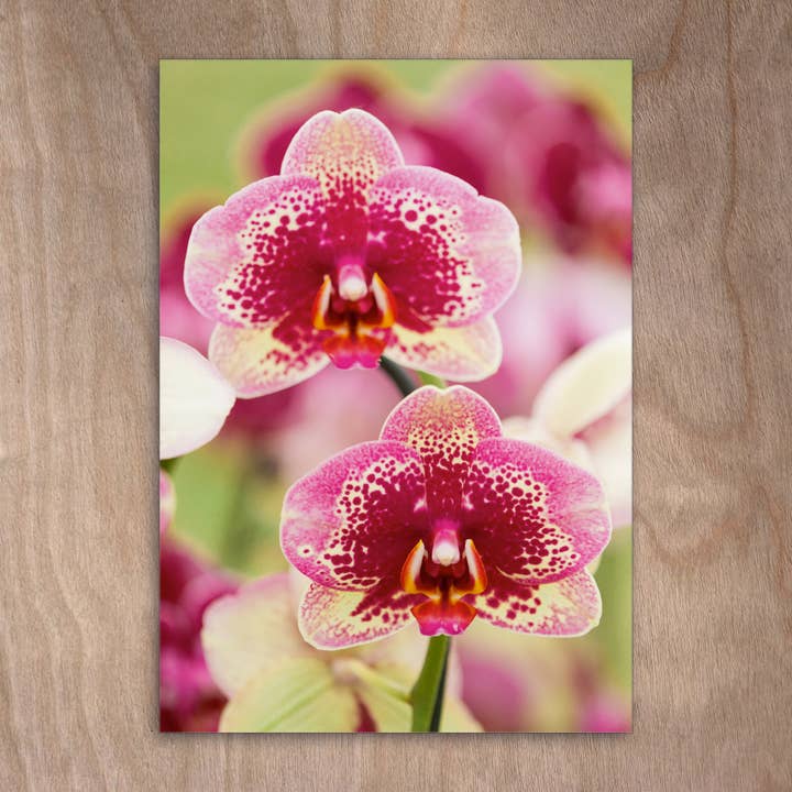Carte postale Eye0280 Orchidée Flowers pour la vente par eye-comm