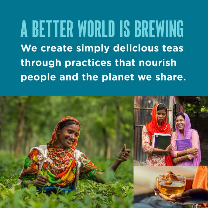 Teatulia Organic Teas - Wholesale Tea Bags - Oolong Wrapped Organic Pyramid Tea Bags