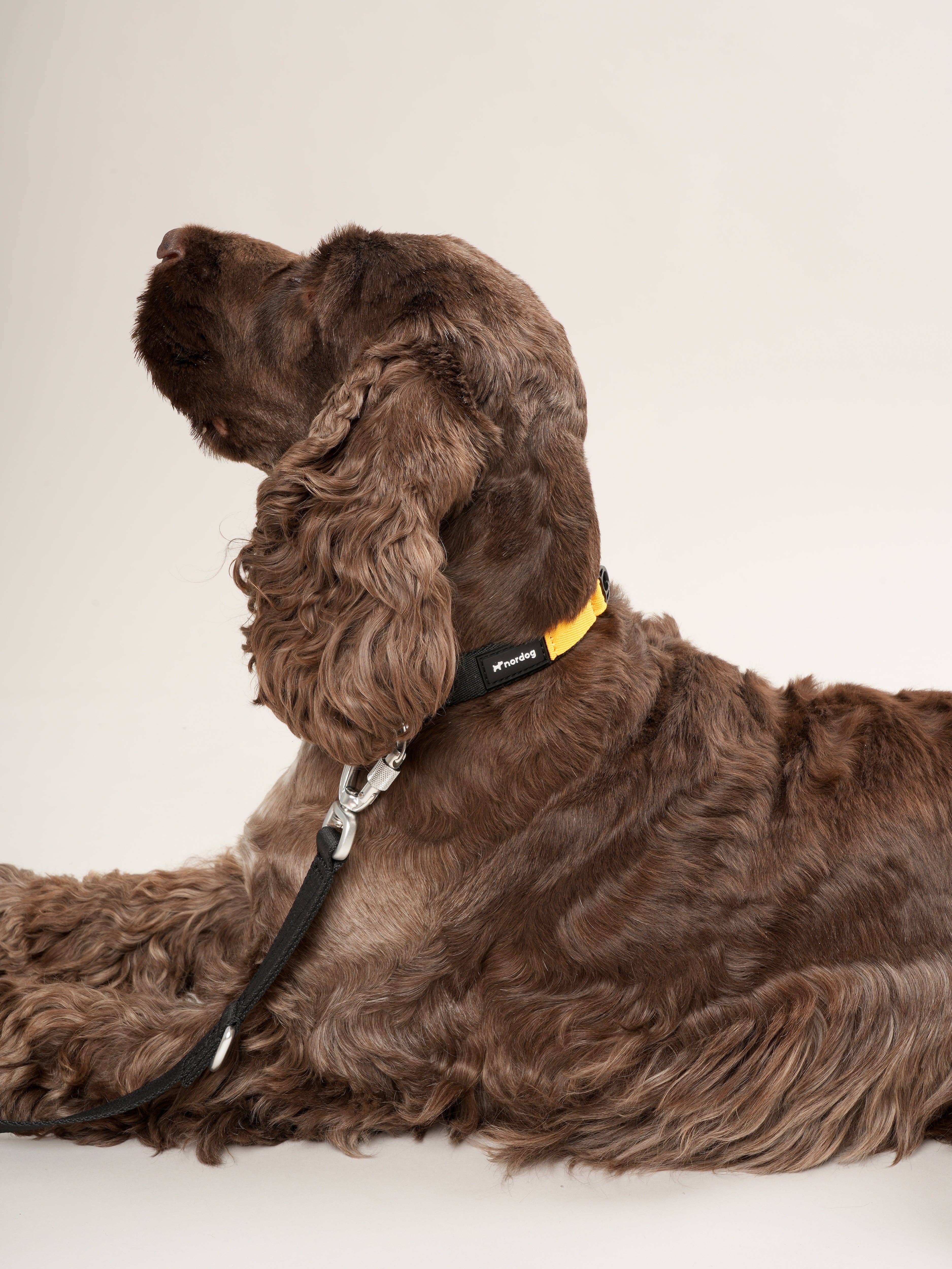 Nordog - Wholesale Pet Leash - Dog - Performance Dog Leash (black)3