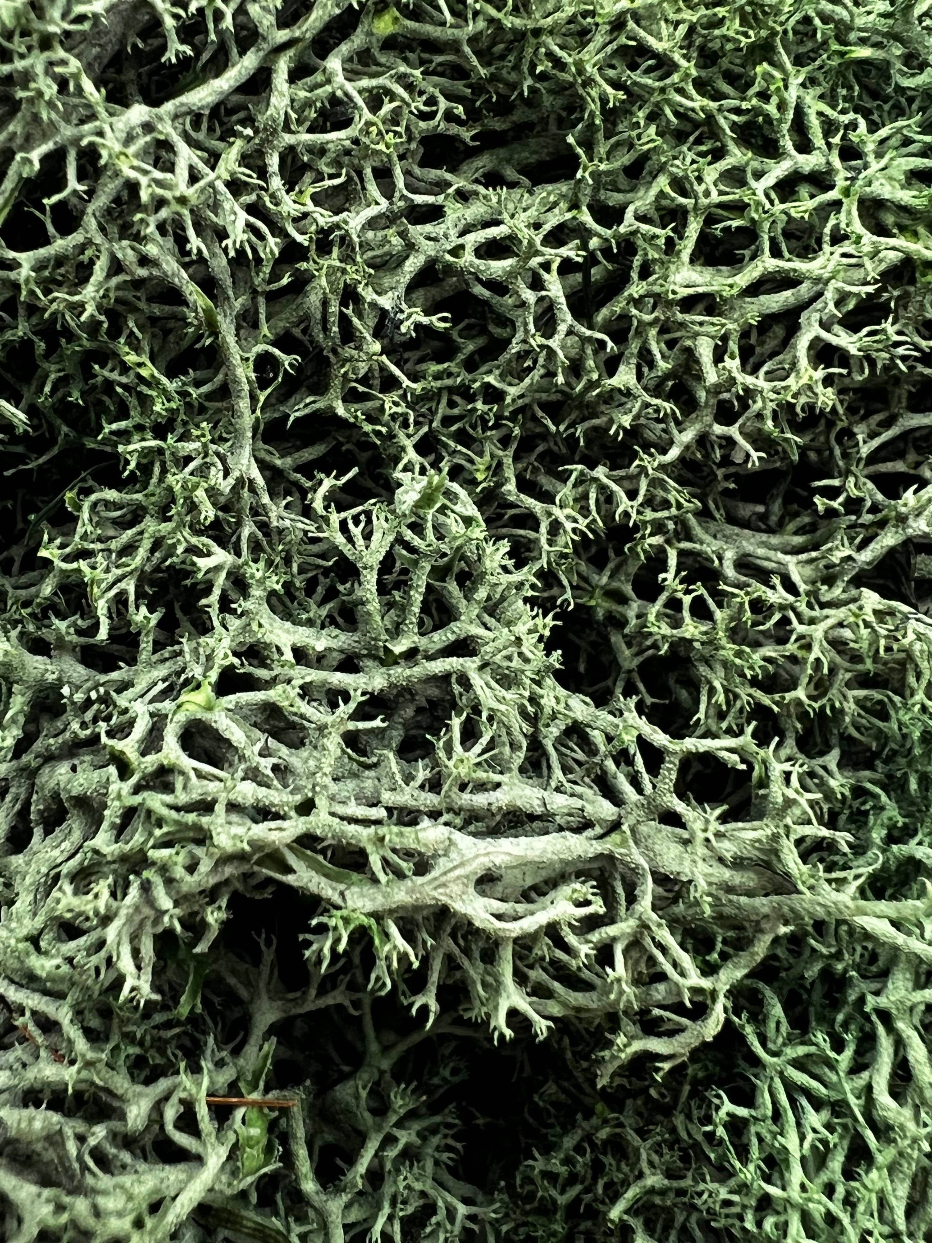 2626 Designs - Wholesale Dried/Pressed Flowers - Preserved Reindeer Moss in Multiple Colors3