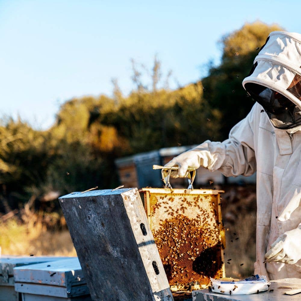 L'ABELLA MIEL - Wholesale Honey - L'Abellamel Thyme Honey 3000G3