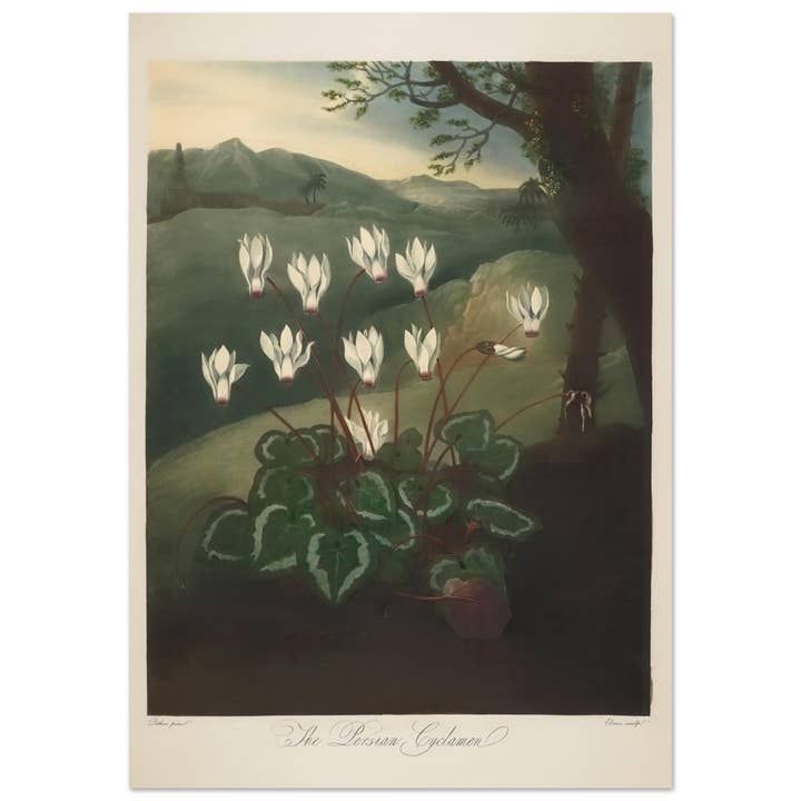 De Perzische cyclamen voor wholesale door Maison de Paloma