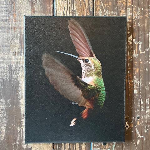 Nature home decor, Hummingbird photography canvas print for wholesale by Rustic Nester