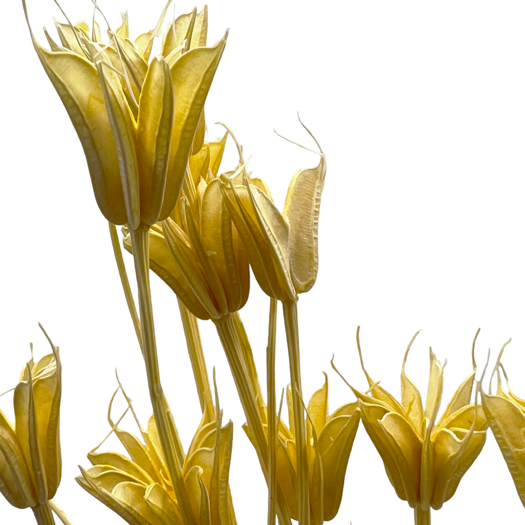 2626 Designs - Wholesale Dried/Pressed Flowers - Dried Octagon Flower, Nigella Orientalis-Love in a Mist, 24"3