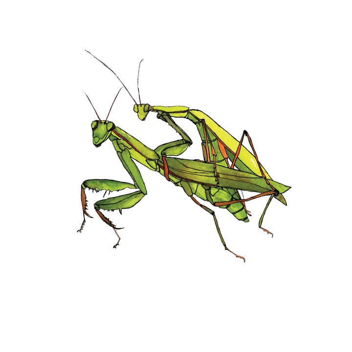 Brienne Cosman Design - Wholesale Valentine's Day Card - Sexy Praying Mantis Card1