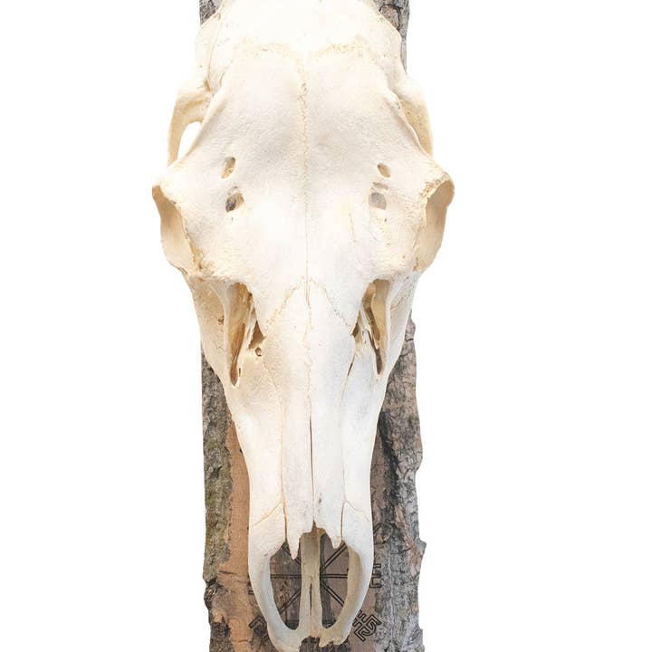 moon phase/vegvisir/hail the old gods elk skull hanger for wholesale by Oreamnos Oddities