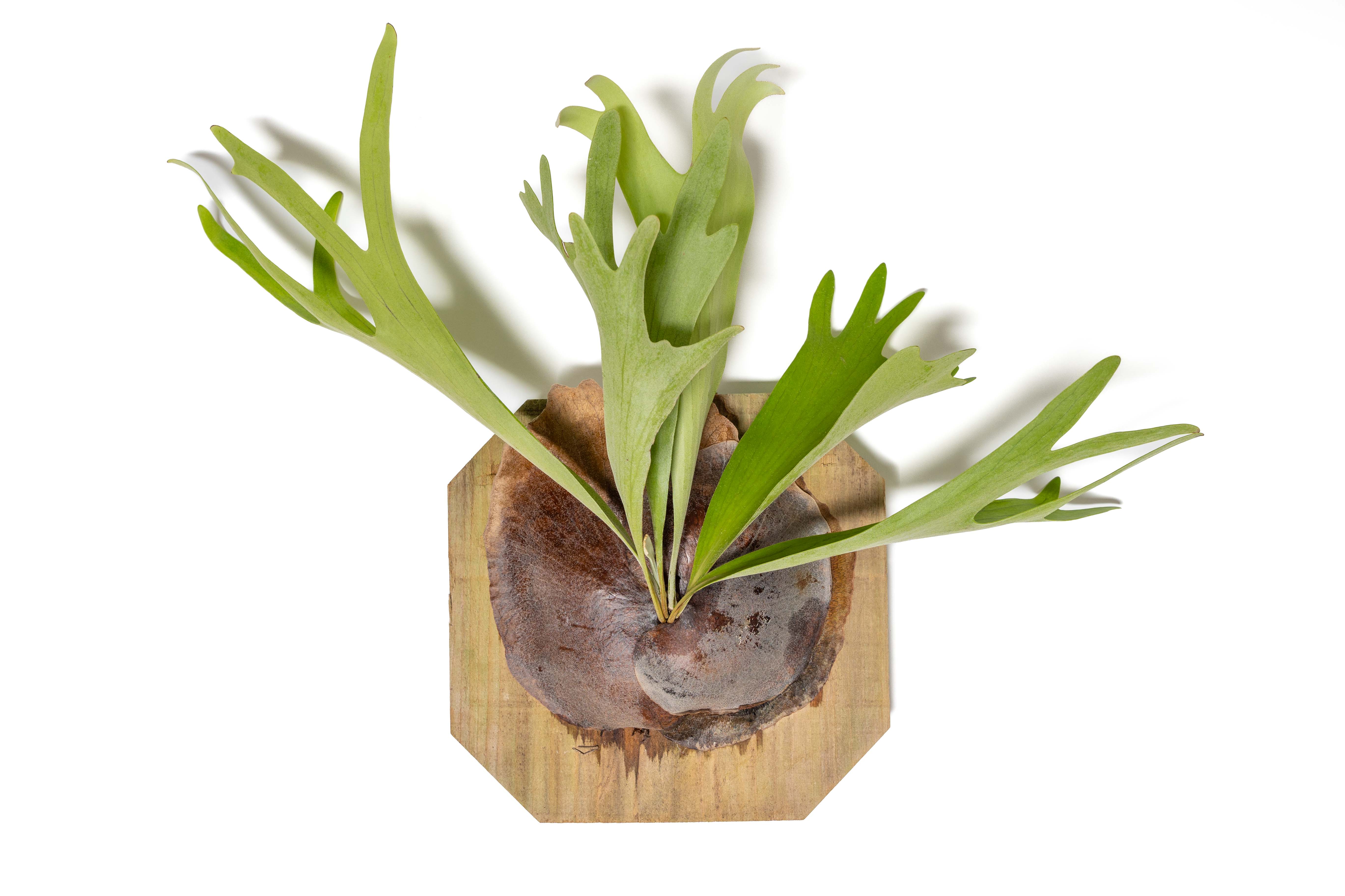 Air Plant Shop - Wholesale Live Plant - Staghorn Fern Mounted on a Cedar Plank