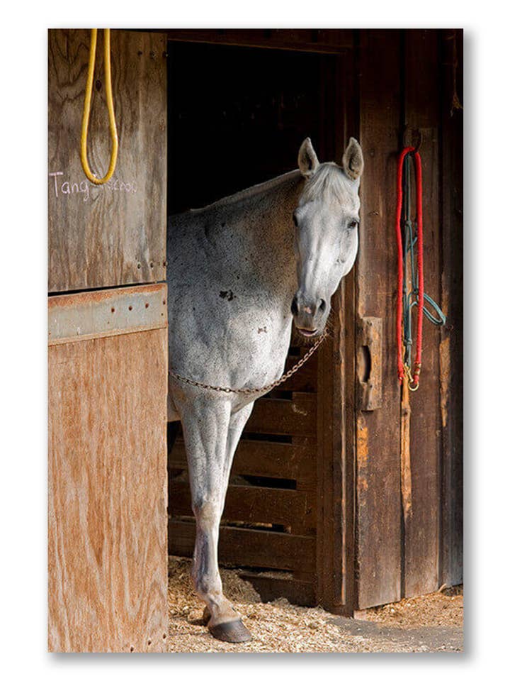 Cavalo cinzento A, arte da parede da lona por atacado de Artography Limited